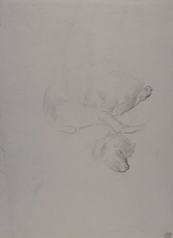 Etudes de chien